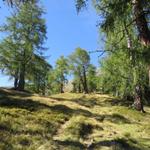 was für eine schöne Landschaft hier oben. Grüne Matten, schöne Lärchenbäume