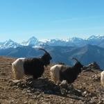 diese Walliser Schwarzhalsziegen geniessen die wärmende Sonne