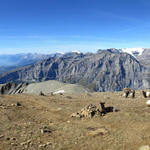 traumhaft schönes Breitbildfoto. Links schön aufgereiht die Wallier Alpen, das Rhonetal und rechts die Berner Alpen