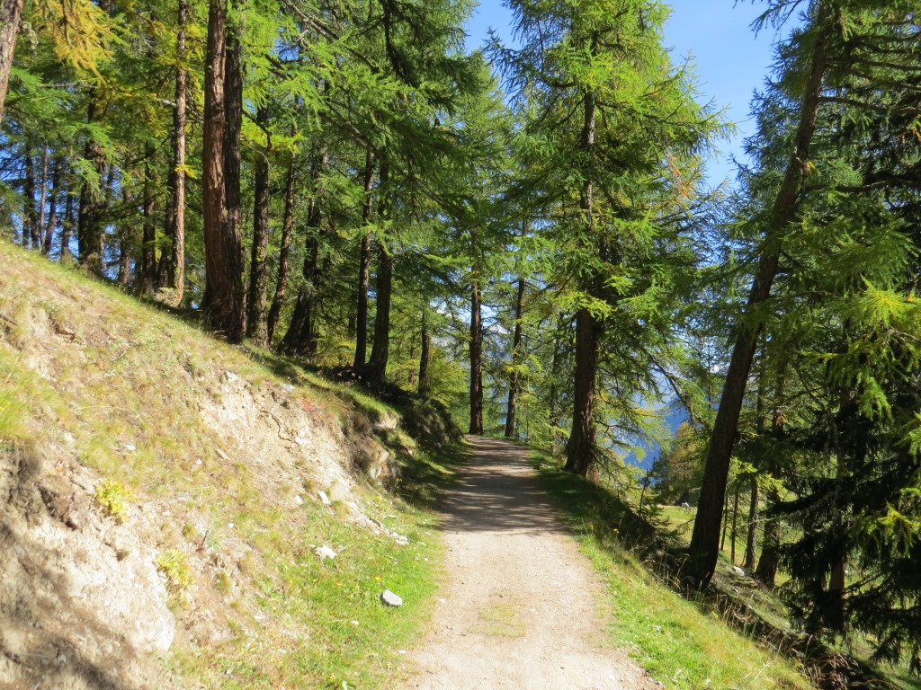 über die hügelige Landschaft und durch Lärchenwälder auf Bieltini auf dem Weg nach Stand