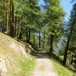 über die hügelige Landschaft und durch Lärchenwälder auf Bieltini auf dem Weg nach Stand