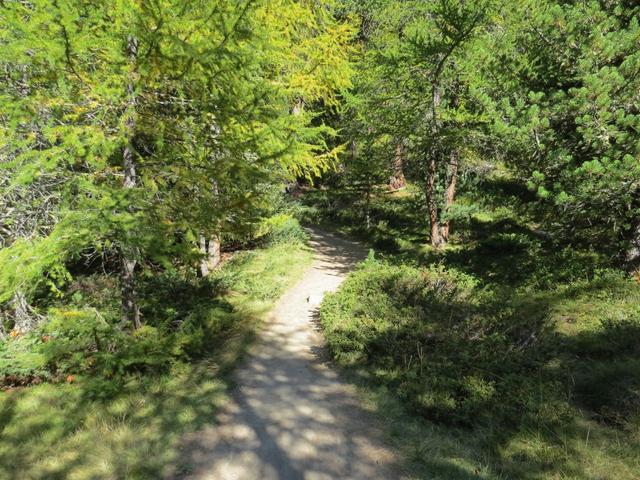 der Weg führt durch schöne Lärchenwälder