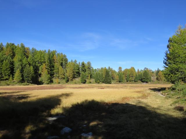 Blick auf den fast verlandeten Bonigersee