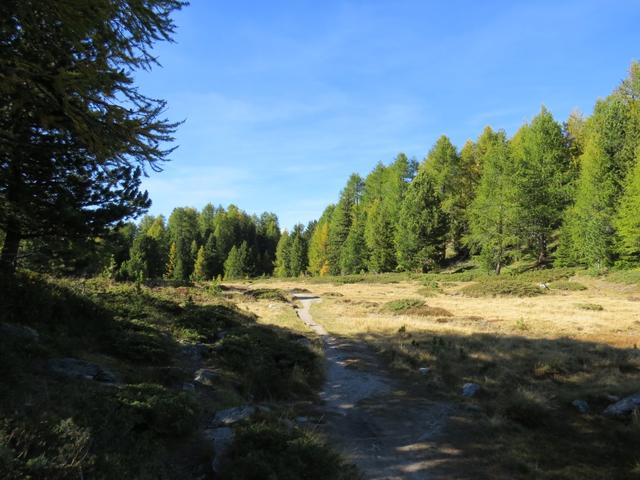 wir verlassen den Bonigersee und laufen um den Hügel von Goldbiel Richtung Breitmattensee