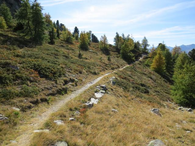 der Weg führt nun durch den Ziguwald