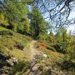 der Wanderweg führt nun durch einen sehr schönen Lärchenwald