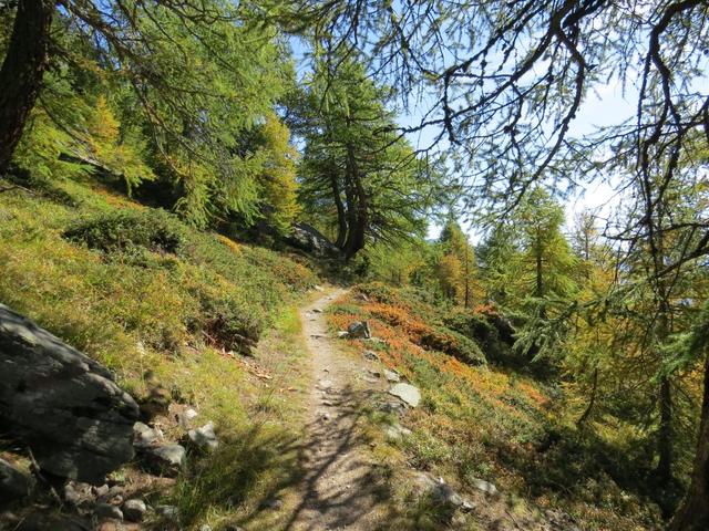 der Wanderweg führt nun durch einen sehr schönen Lärchenwald