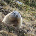 es ist Herbst geworden. Die Murmeltiere haben sich reichlich Winterfett angefressen