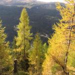 was für eine Farbenpracht. Lärchenwälder im Herbst einfach traumhaft