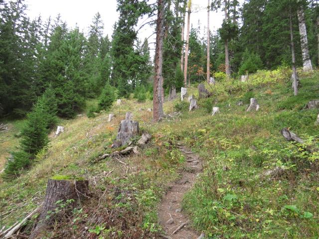 steil führt der Waldweg nun aufwärts durch den Furggawald