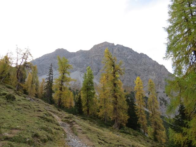 vorbei am Furggabödeli geht es wieder in einem Lärchenwald