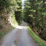 in grossen Zick-zack Kehren geht es über eine breite Forststrasse durch den Wald abwärts