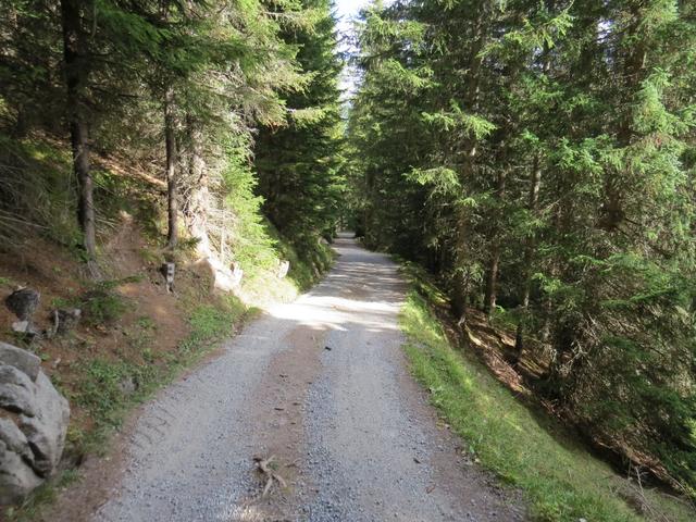 in grossen Zick-zack Kehren geht es über eine breite Forststrasse durch den Wald abwärts