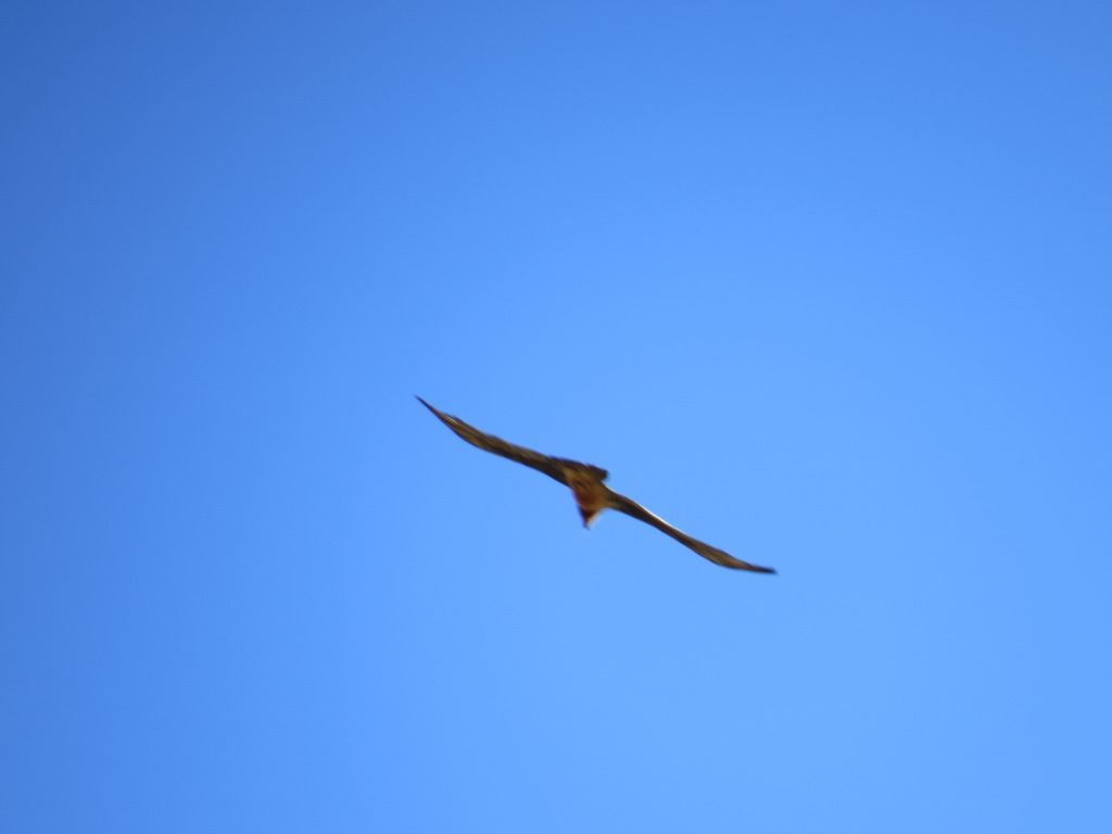 ein Bartgeier fliegt über unsere Köpfe vorbei. Der Bartgeier ist der grösste Vogel in den Alpen