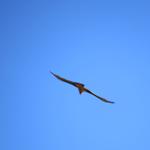 ein Bartgeier fliegt über unsere Köpfe vorbei. Der Bartgeier ist der grösste Vogel in den Alpen