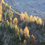 die Sonne färbt die Lärchen die schon das Herbstkleid tragen, zusätzlich in einem knalligen Orange