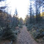 über einen schönen Waldweg schwenken wir in den Weg hinein, der uns zur Alp Surücha bringen wird