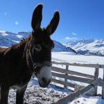 ein schönes Maultier begrüsst uns mit einem lauten iah-iah