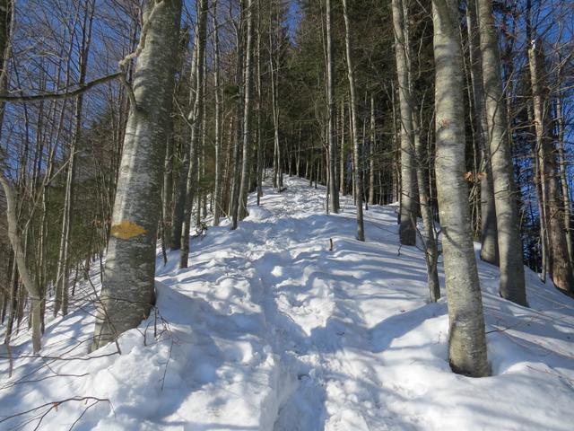 der Weg führt nun steil aufwärts durch den Wald