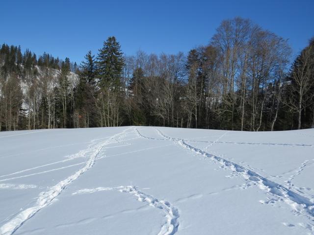 hier haben wir die Schneeschuhe wieder angeschnallt und laufen nun Richtung Schwämi