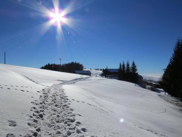 wir tauchen aus dem Wald heraus und treten auf die Alpweiden kurz vor dem Farner