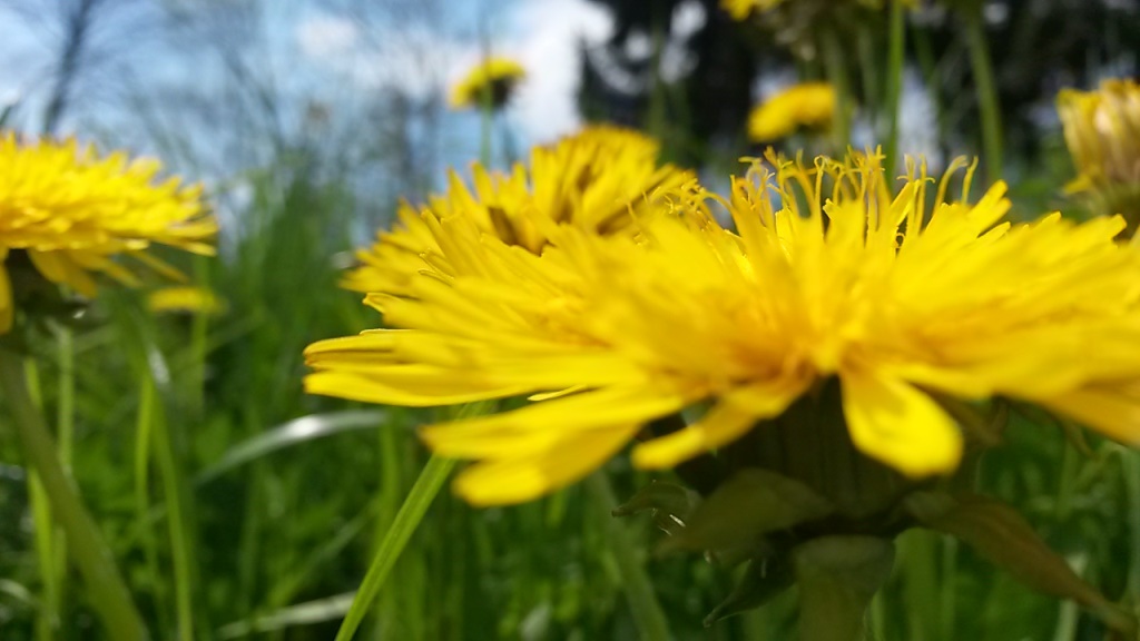 einfach traumhaft diese Blumenpracht im Frühling