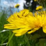 einfach traumhaft diese Blumenpracht im Frühling