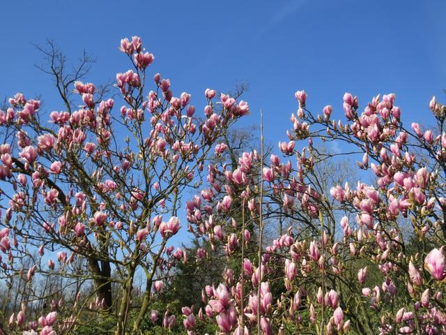 schöne Magnolien können wir bestaunen