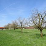 Zugerland ist Kirschenland