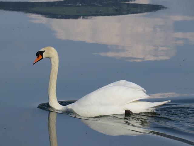 ein schöner Schwan