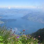 Tiefblick auf den Zugersee