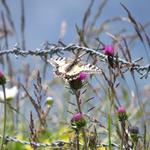 direkt neben uns ein schöner Schwalbenschwanz (Papilio machaon)