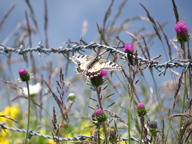 direkt neben uns ein schöner Schwalbenschwanz (Papilio machaon)