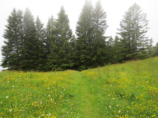 nach dem Mittagessen verlassen wir den Rotstock und laufen Richtung Rigi-Staffelhöhe