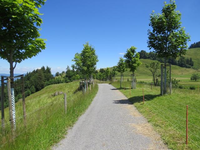 auf dem Weg zur Seebodenalp