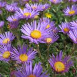 Alpen-Aster können wir am Wegesrand bestaunen. Punkt 2331 m.ü.M.