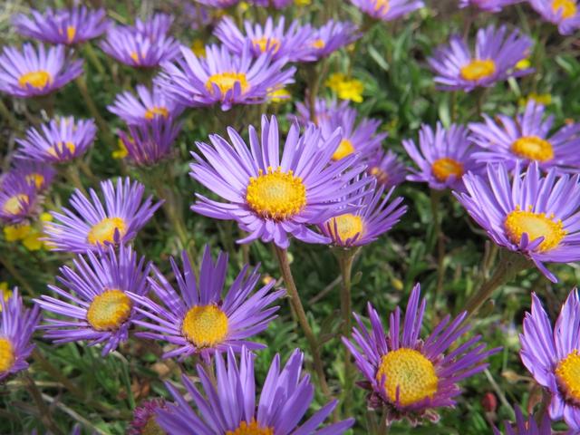 Alpen-Aster können wir am Wegesrand bestaunen. Punkt 2331 m.ü.M.