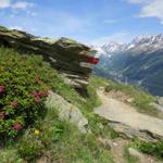 der Wanderweg ist immer gut ersichtlich und markiert