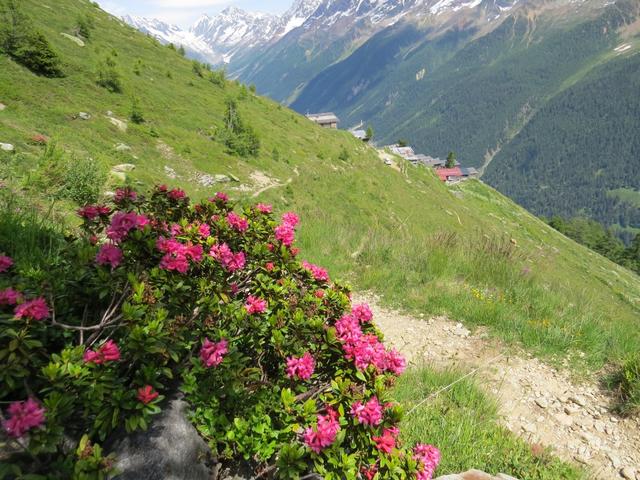 an duftenden und blühenden Alpenrosen vorbei.....