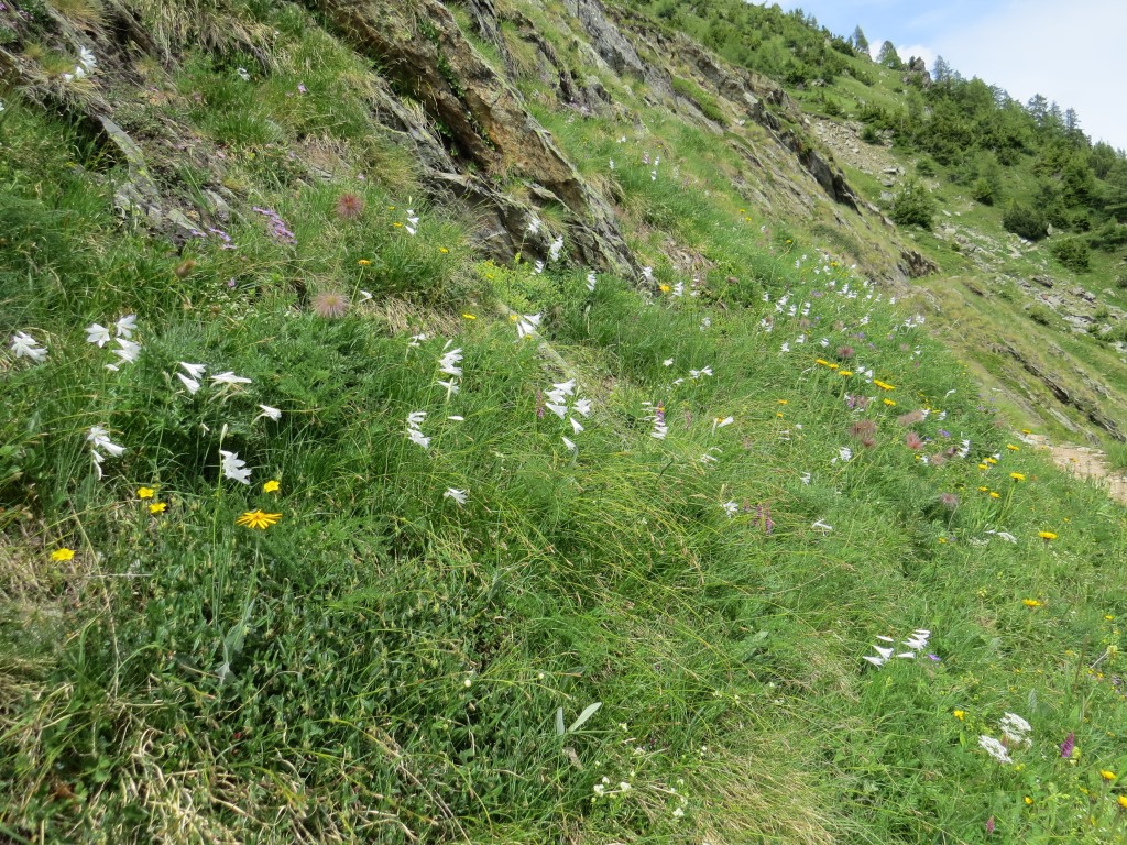 auf der Hockenalp können wir unzählige Trichterlilien bestaunen