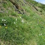 auf der Hockenalp können wir unzählige Trichterlilien bestaunen