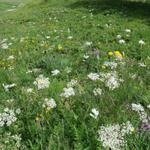 wir wandern neben sehr schönen Blumenwiesen