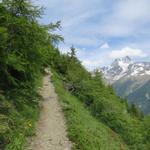 rechts von uns auf der anderen Talseite das Bietschhorn