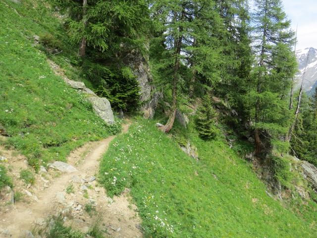 der Weg führt durch einen schönen Lärchenwald