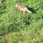 jetzt sehen wir den Grund. Ein Fuchs schleicht in der Gegend umher