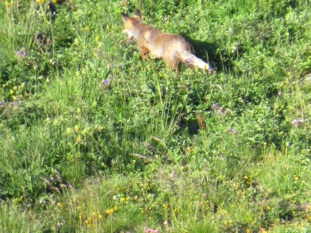 jetzt sehen wir den Grund. Ein Fuchs schleicht in der Gegend umher