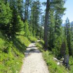 der Höhenweg führt durch schöne Lärchenwälder