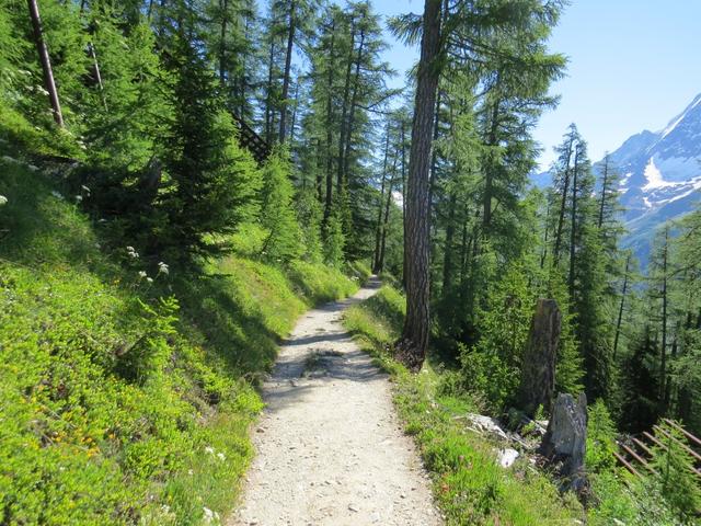 der Höhenweg führt durch schöne Lärchenwälder