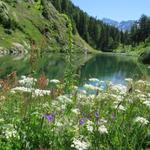 was für eine Blumenpracht rund um diesen kleinen See