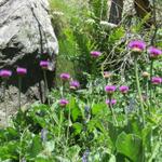 der ganze Hang ist übersät von der Rhätischen Berg- Distel (Carduus defloratus ssp. rhaeticus)